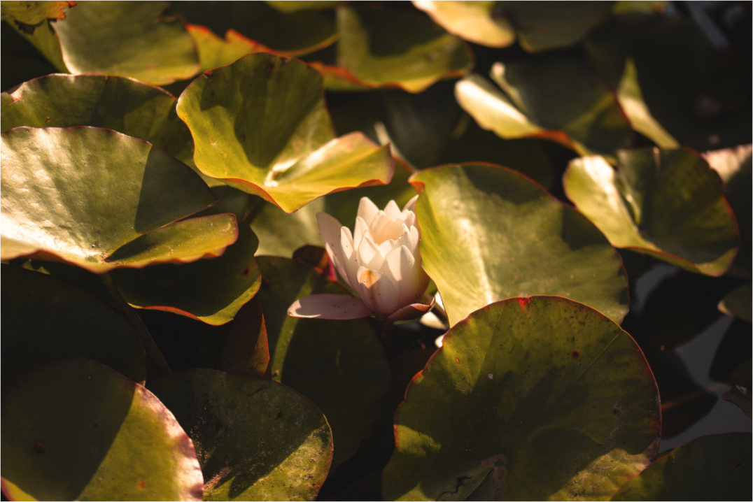 Main image flower in a pond