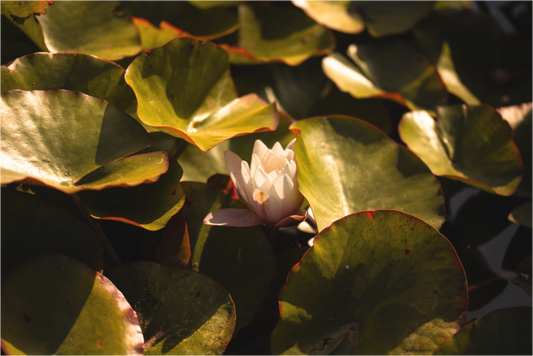 Main image flower in a pond