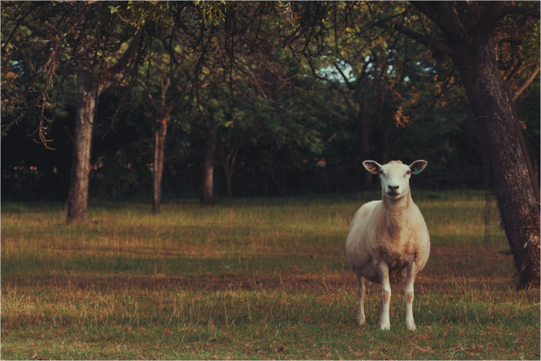 Main image Orchard sheep