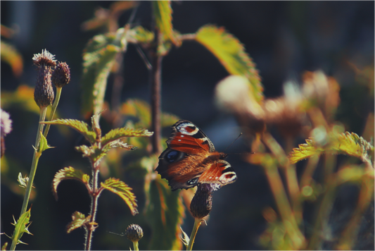 Main image Yorkshire butterfly