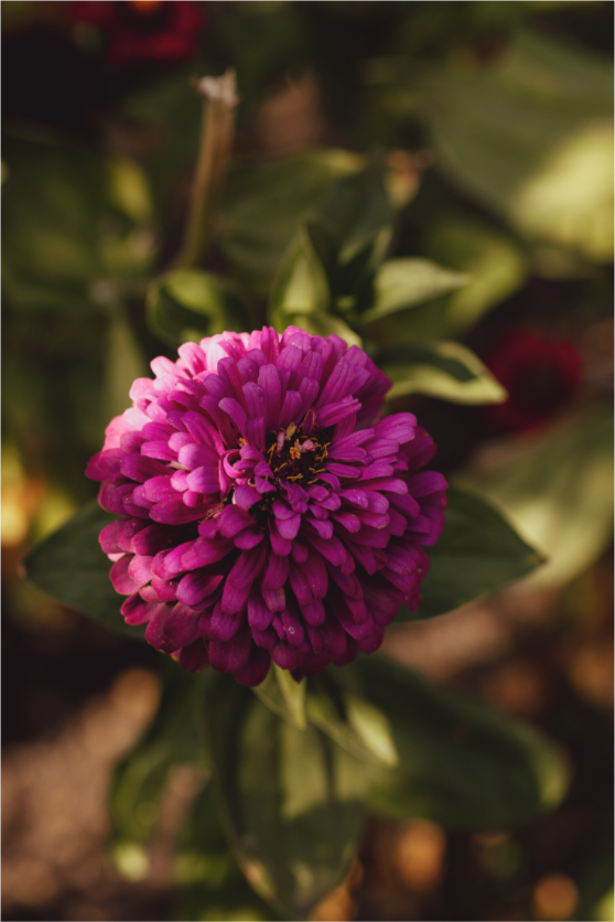 Main image Flower with a setting sun