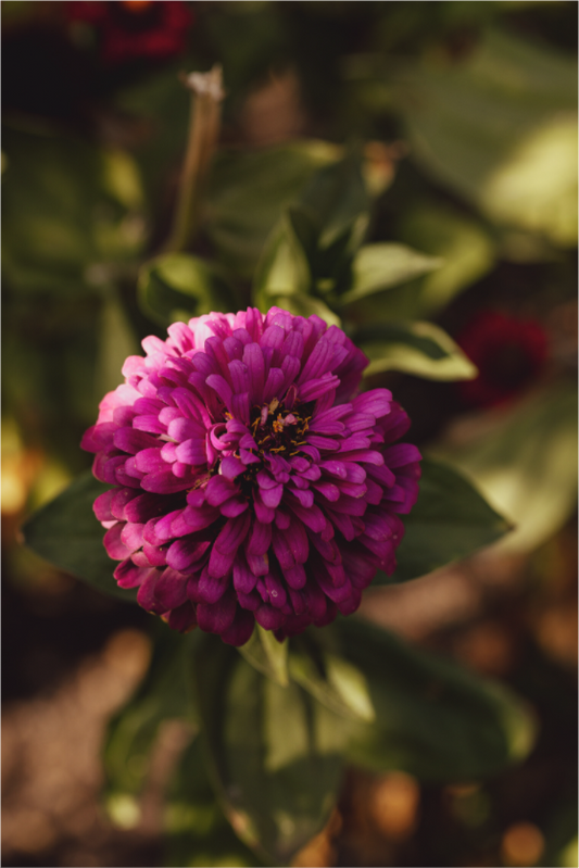 Main image Flower with a setting sun
