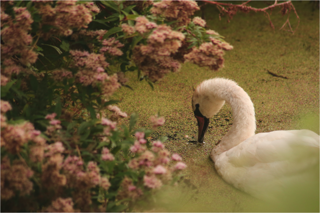 Main image swan in the pink flowers
