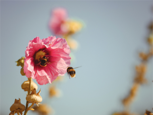 Main image Busy in the Hollyhocks