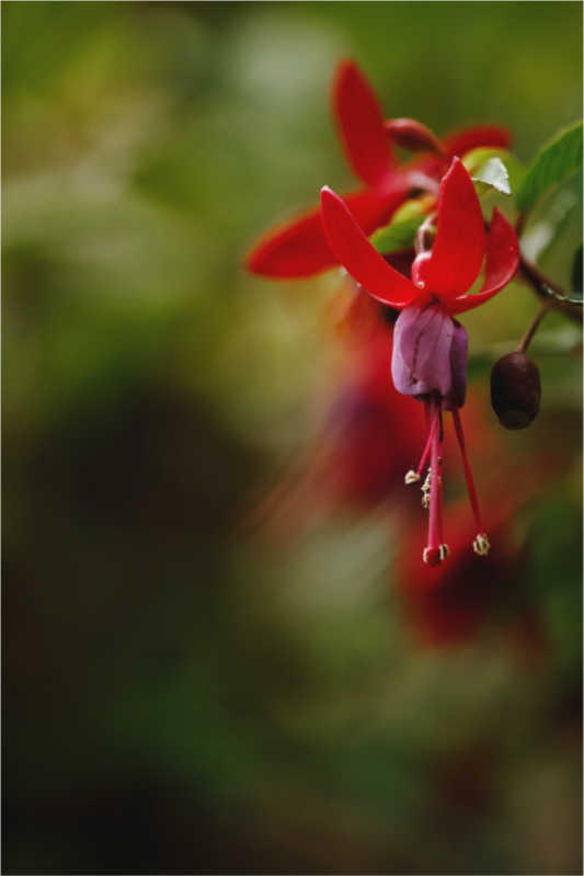 Main image Summer Fuchsia